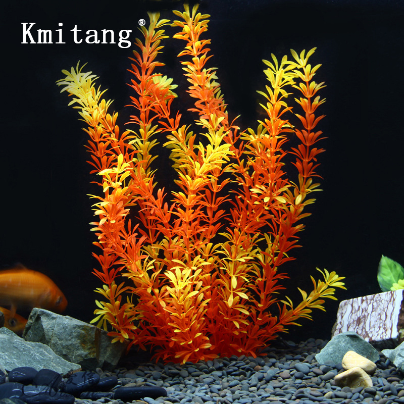 Aquarium Marine Tank - 100Cm Thực Vật Nhiệt Đới Lớn