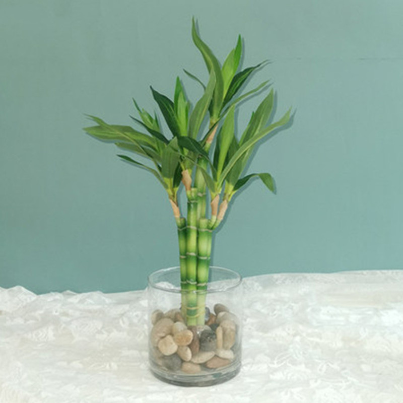 Mới 40Cm RFtificial May Mắn Tr - đánh giá và giá Aquarium Marine Tank